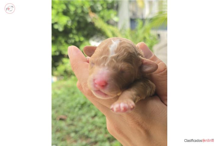 Toy Poodle Puppies in San Juan