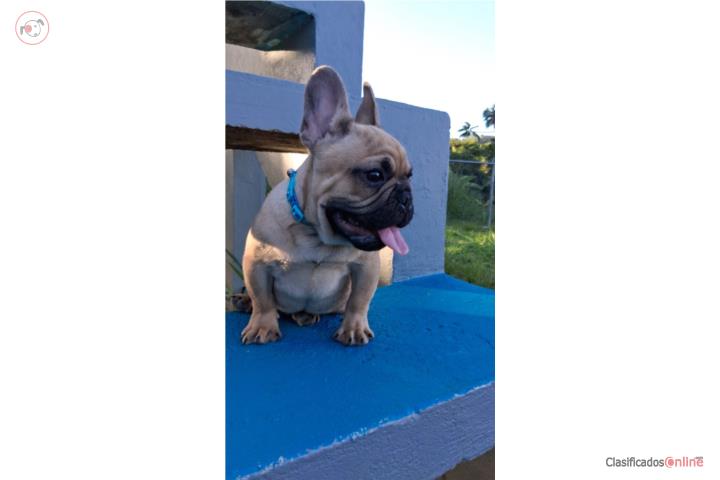 Frenchie listo para casta Puerto Rico