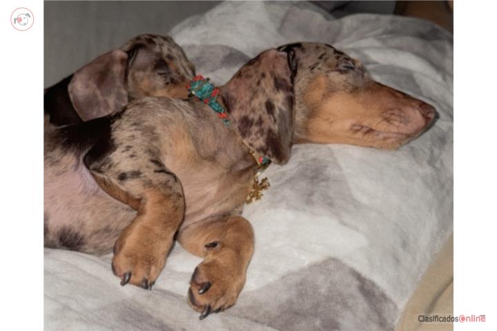 10-month-old dachshunds in Aibonito