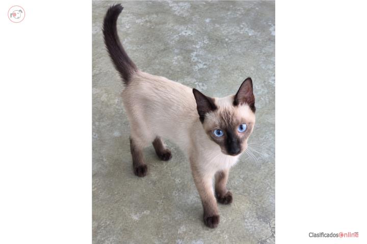 Hermoso siamés buscando hogar Puerto Rico