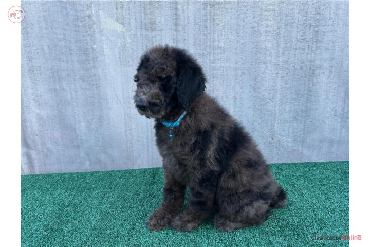 Standard poodle nene Merle  Puerto Rico