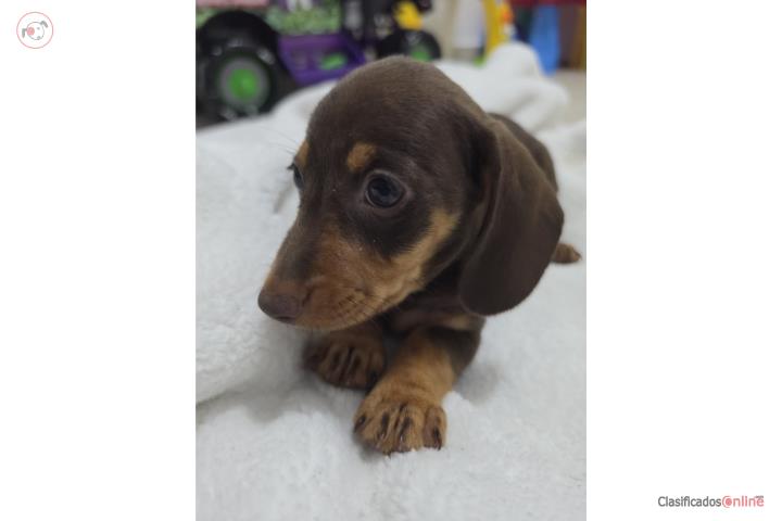 Dachshund (Salchicha) Hembra Puerto Rico