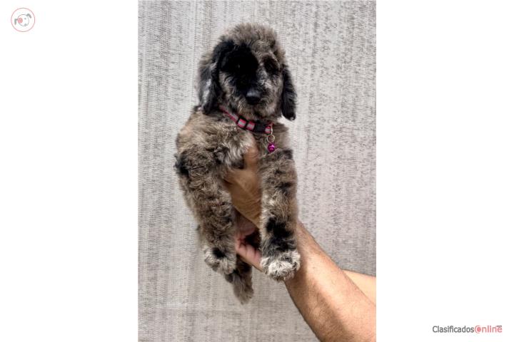 Standard poodle nena Puerto Rico