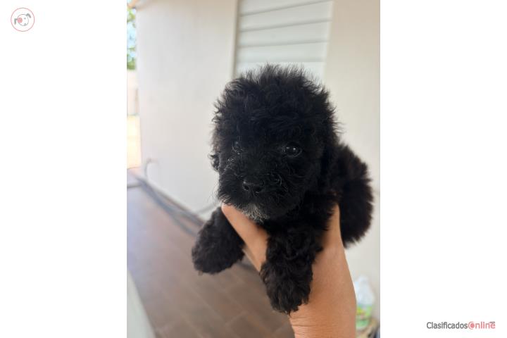 Toy poodle  Puerto Rico