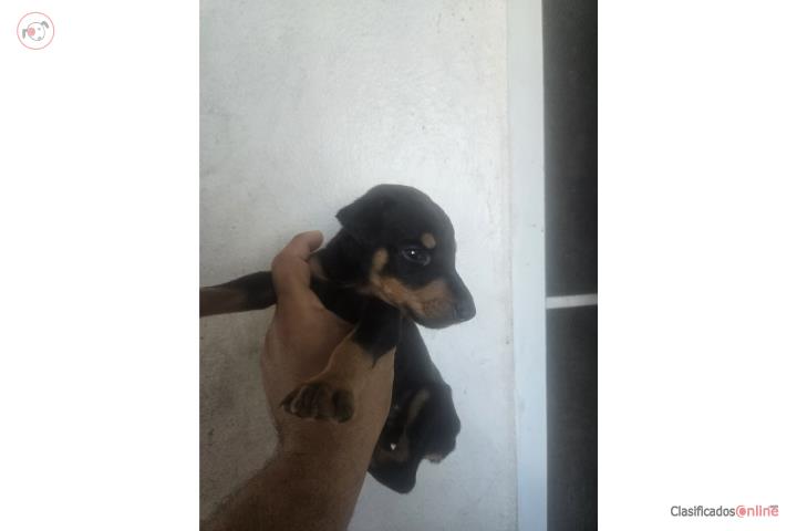 Doberman Macho Black standard Puerto Rico