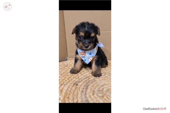 Yorkie  Puerto Rico