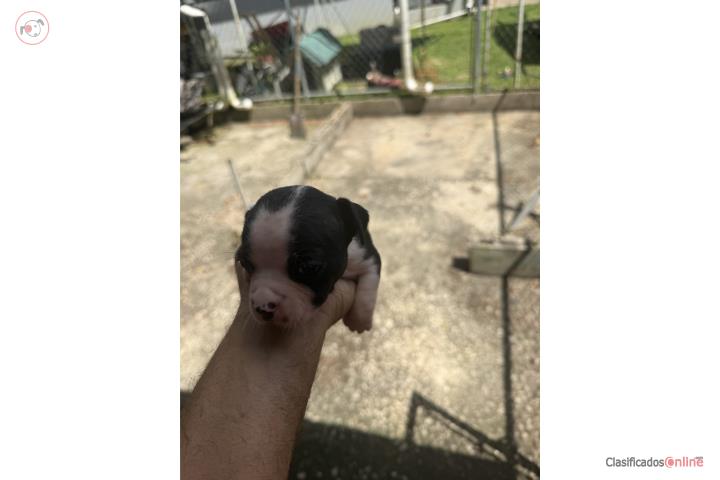 Boston terrier puppy  macho Puerto Rico