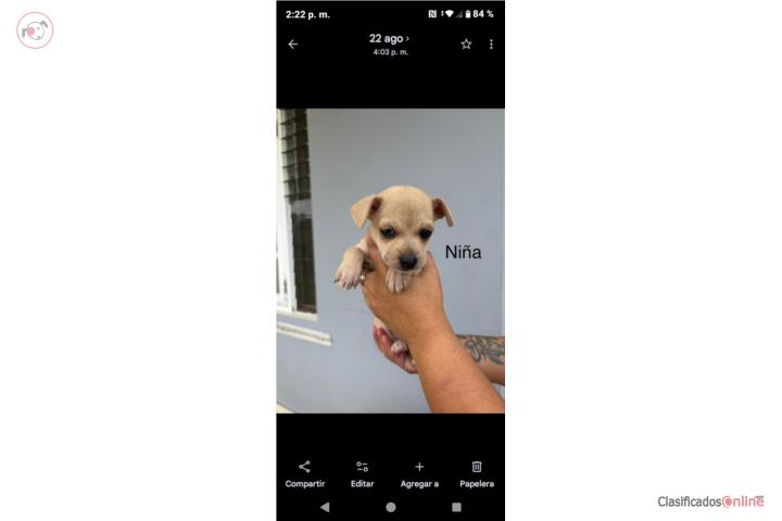 Puppy adoption in Naranjito