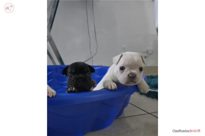 French bulldog Puerto Rico
