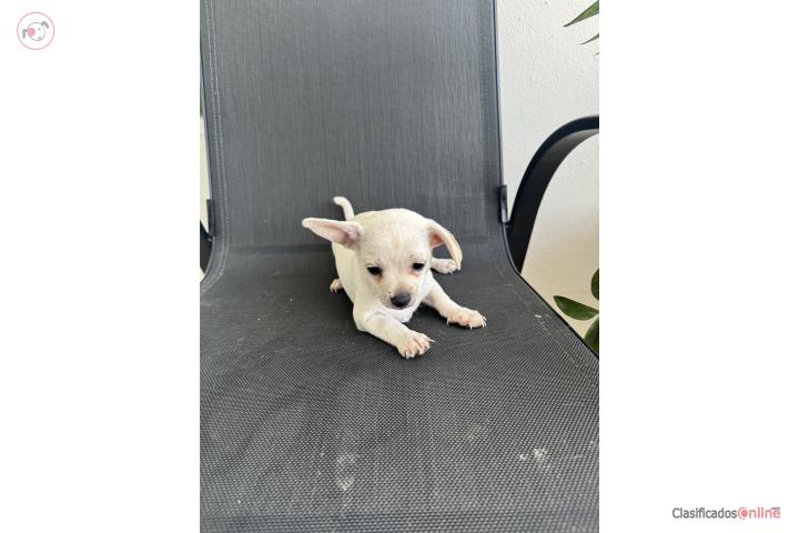 Chihuahua macho buscando nuevo hogar  Puerto Rico