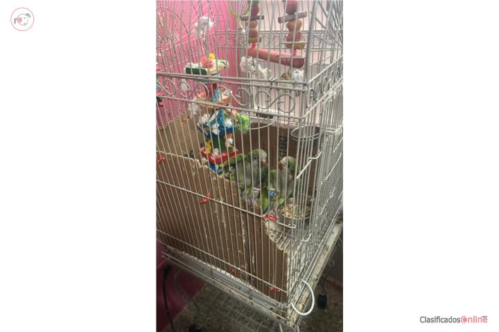 Se vende cotorra Quaker con todo y jaula  Puerto Rico