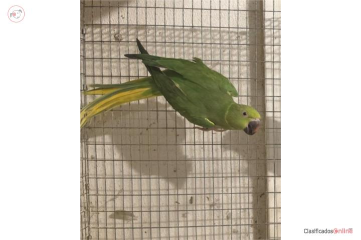 Rigneck cleartail verde hembra 3 años y medio Puerto Rico
