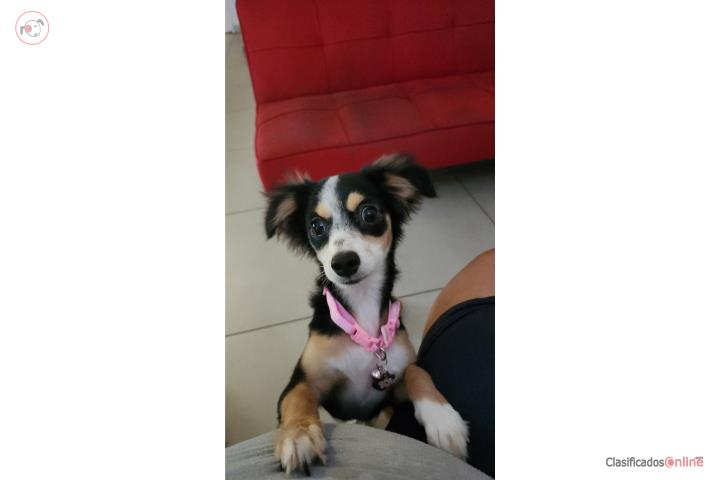 Pet adoption in Cataño