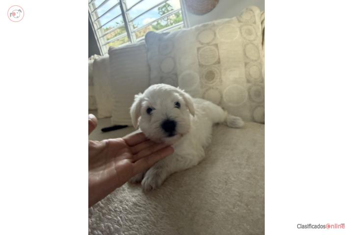 Mini schnauzer  Puerto Rico