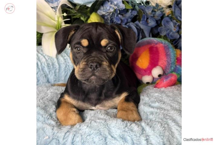 Frenchie × Dachshund (French Bull Weiner) Puerto Rico