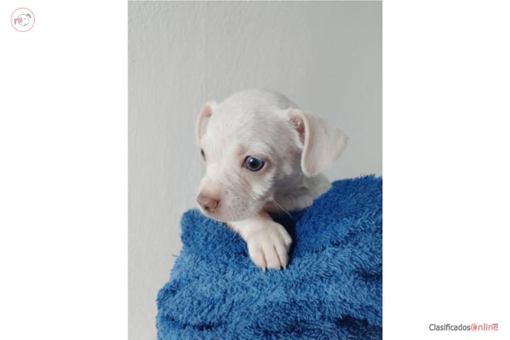 Perrito chihuahua  Puerto Rico