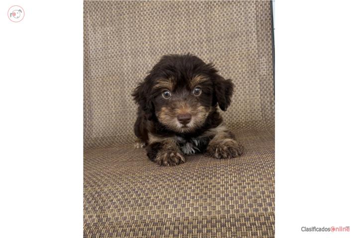 Maltipoo chocolate Precioso  Puerto Rico