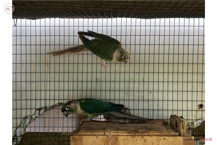Pareja adulta greenchek  Puerto Rico