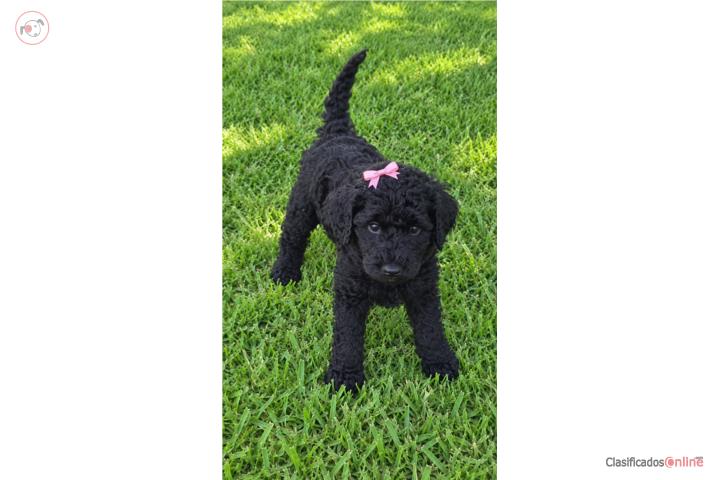 Poodle standard Puerto Rico