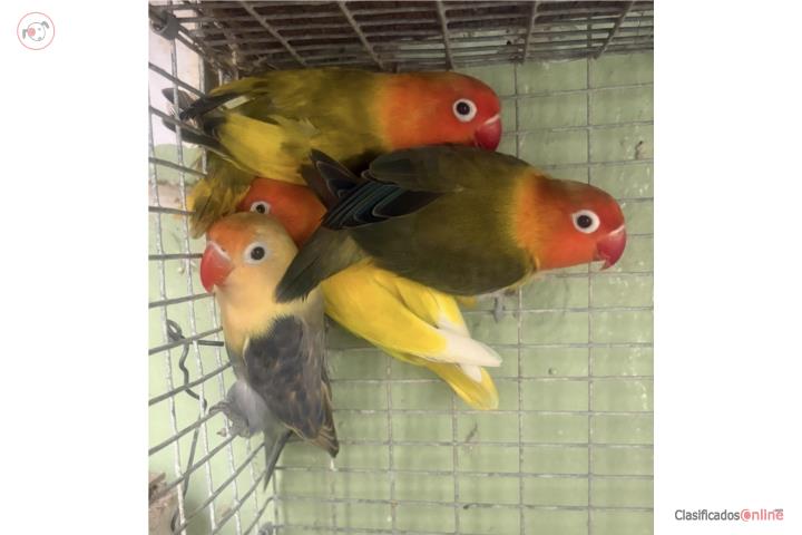 Lovebird   Puerto Rico