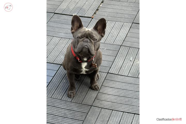 Hermoso bulldog Frenchie Blue  Puerto Rico