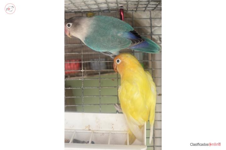 Pareja de Lovebird Puerto Rico