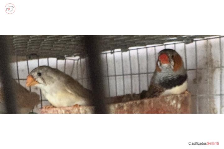 Pareja de Zebritas  Puerto Rico