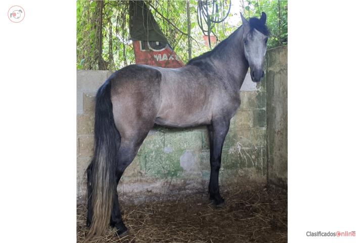 4-year-old colt, dressage training process