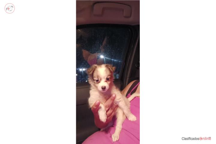 Long-Haired Chihuahua in Caguas