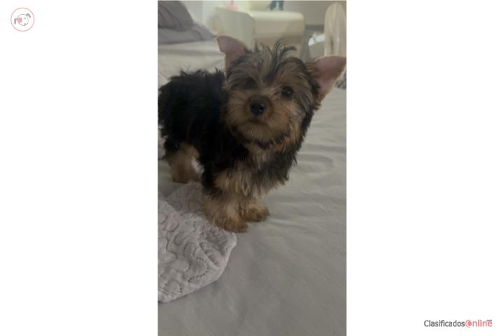 Male Toy Yorkie Puppy in Puerto Rico