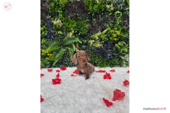 Dachshund nena Isabela dapple  Puerto Rico