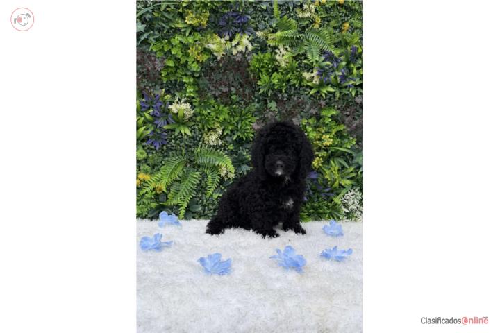 Toy poodle nene  Puerto Rico