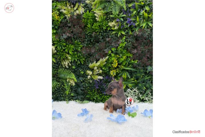 Chihuahua nene blue  Puerto Rico