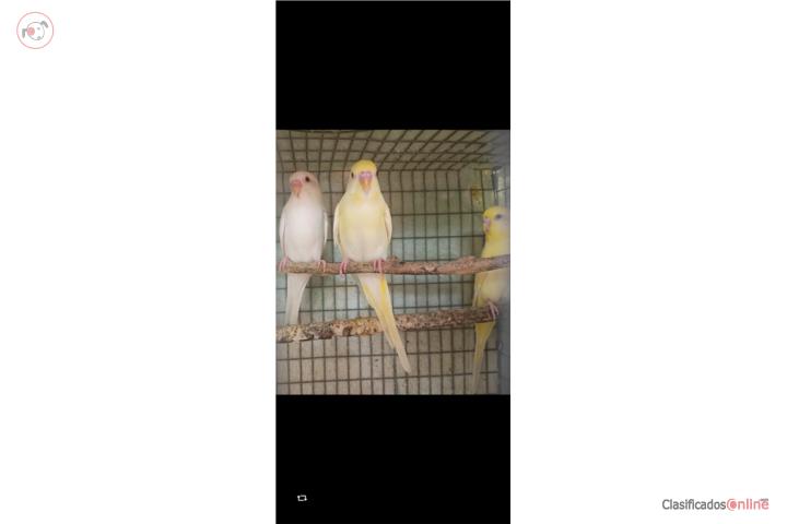 Pericos jóvenes amarillos  Puerto Rico