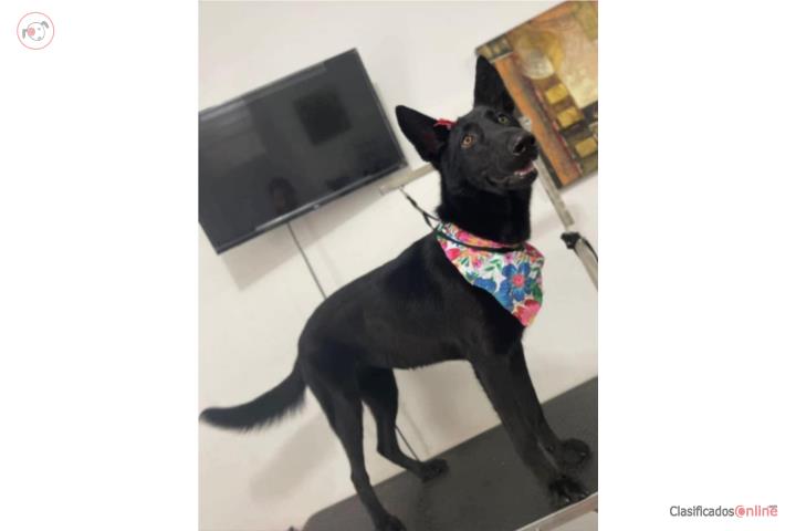 Se vende German Shepherd  Puerto Rico
