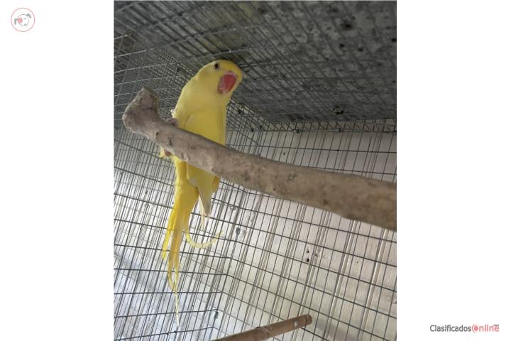 Ringneck Hembra con ADN tiene 8 meses  Puerto Rico