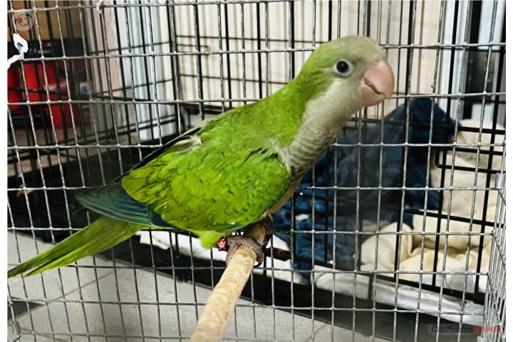 Quaker Macho Puerto Rico