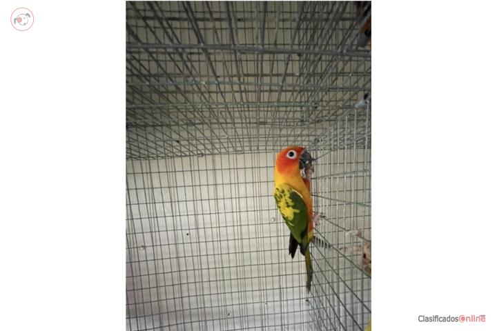 Sun Conure de 8 meses muy saludable  Puerto Rico