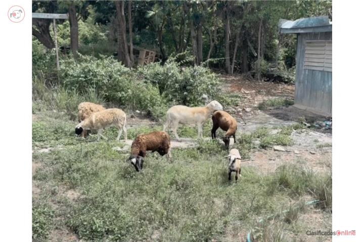 Ovejas en venta Puerto Rico