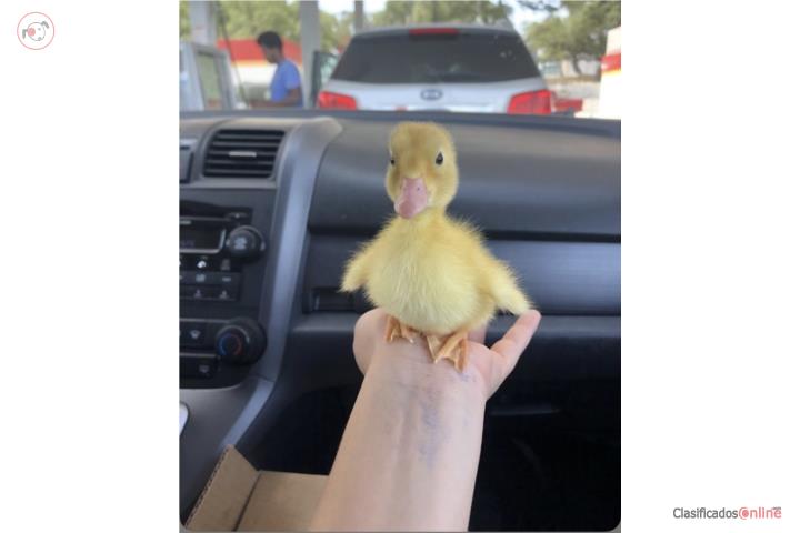 patitos Puerto Rico