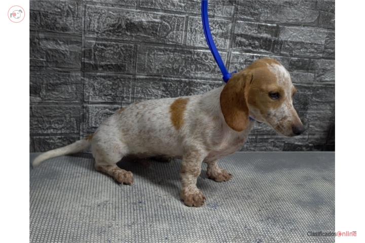 Dachshund Puerto Rico