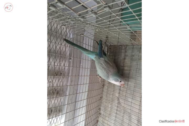 Quaker azul opalino macho ADN Puerto Rico