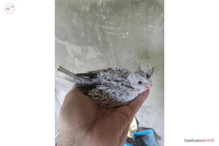 Cockatiel bebe Puerto Rico