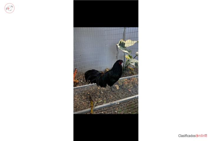 ** Pareja de Gallos Zumatra** Puerto Rico
