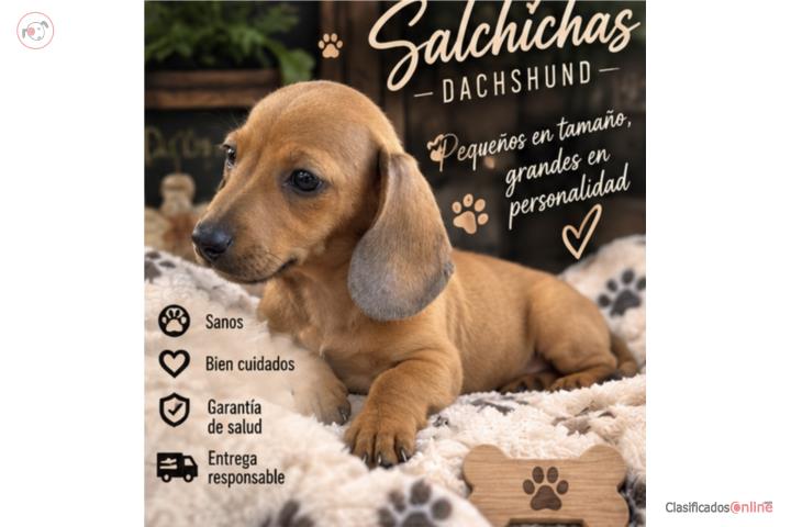 Salchicha mini  Puerto Rico