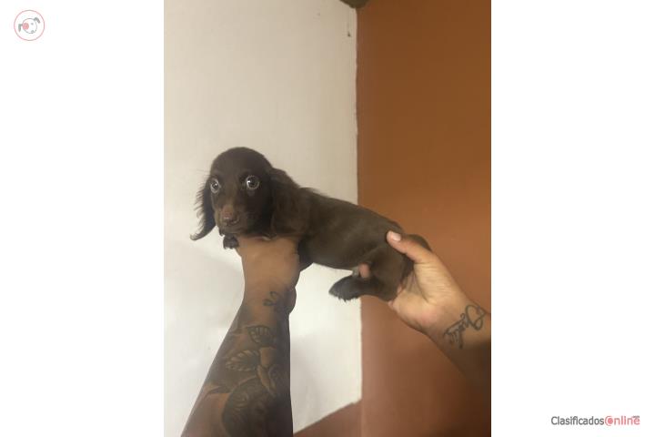 Mini salchicha long hair  Puerto Rico