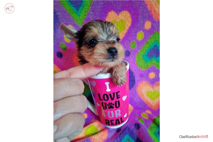 Female blue merle toy Yorkie in Añasco