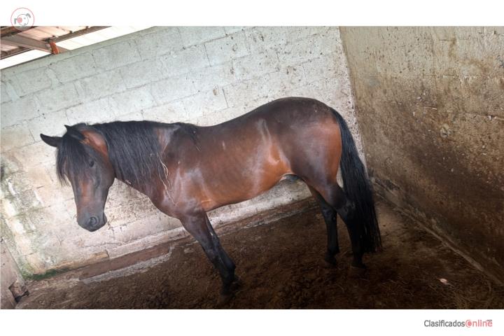 Gaited horse with long stride in Isabela