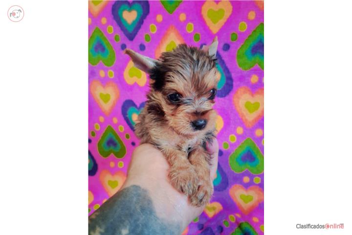 Yorkie toy nena blue merle  Puerto Rico