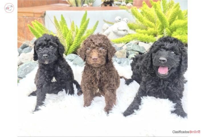 Standar poodle Puerto Rico